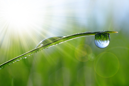 Fresh green grass with dew drops closeup. Natural background.